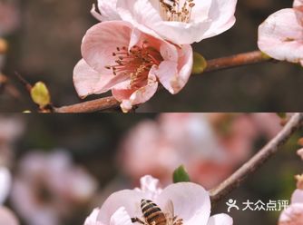 南京赏花｜赴一场莫愁湖的海棠花会