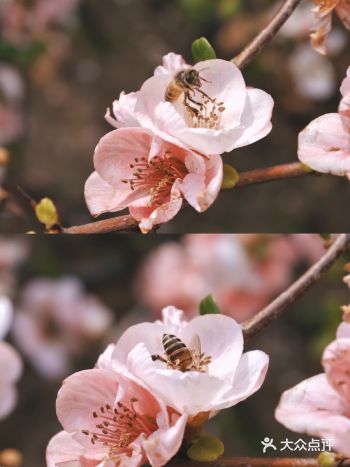 南京赏花｜赴一场莫愁湖的海棠花会