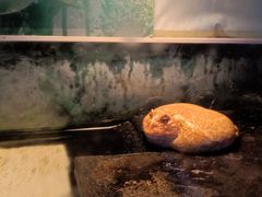 -上海大自然野生昆虫馆(东方明珠·爬宠昆虫探索中心)
