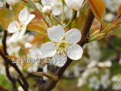 -南汇桃花村