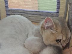 -北京观赏动物医院·24小时大型综合·猫专科·异宠专科