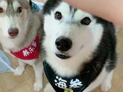 -Husky Go! 哈士奇体验馆·宠物咖啡厅狗咖