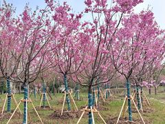 -梁鸿国家湿地公园