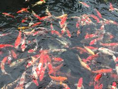 -顺德了能馆(虎门店)