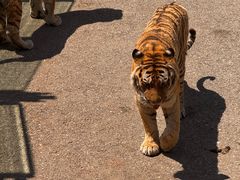 -大连森林动物园