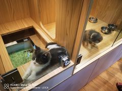 -屋虎猫馆(宝安大仟里店)