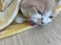 -凯特喵百思猫专科医院