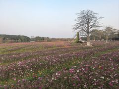 -海珠湖公园
