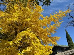 -少林寺欢喜地素斋馆