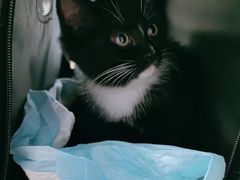 -伟伟宠物医院·CT影像中心·瑞派犬猫综合性门诊(汉口总院)