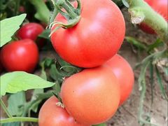 -庞各庄翠芳园西瓜蔬菜基地采摘园