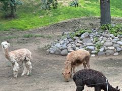 -北京野生动物园