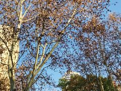 -徐家汇源景区-衡山公园