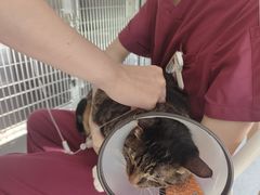 -艾贝尔宠物医院·24H转诊中心·肿瘤猫专科(江宁双龙店)