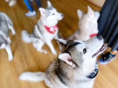 -Husky Go! 哈士奇体验馆·宠物咖啡厅狗咖