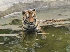 -石家庄市动物园