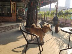 -柴犬高等学院·狗咖·柴犬售卖·宠物训练