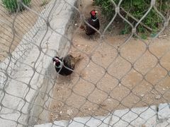 -太原动物园