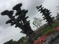 -荷兰花海