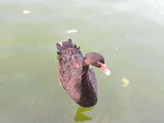 -蓬莱仙岛