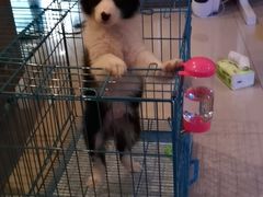 -翊宠yipet猫狗购宠庄园犬舍•猫舍