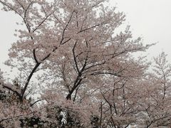 -嘉定紫藤园