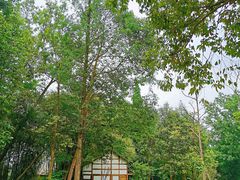 -桤木河湿地公园