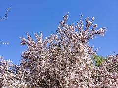 -桃花堤公园