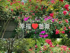 -两江幸福广场