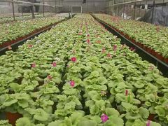 -三圣花乡旅游区