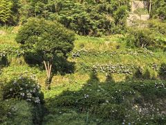 -鼓岭旅游度假区