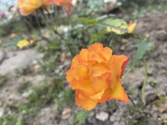-飞洲国际广场