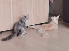 -十年猫舍·猫咪专门店(普陀店)