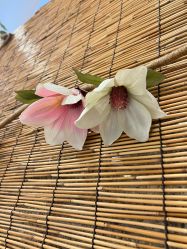 -重庆星宸整形美容医院