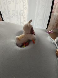 -西瓜庄园儿童摄影