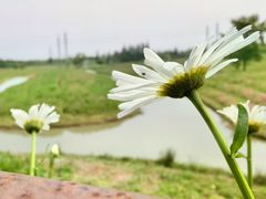 -花开海上生态园