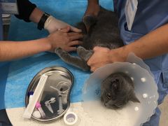-纳吉亚猫专科动物医院·北北分院