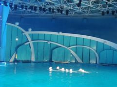 -海合安青岛极地海洋公园