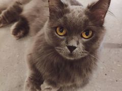 -飞行喵MR PILOT|猫舍·猫咖(静安大融城店)