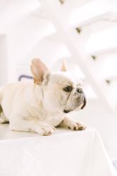 -ZOO KIDS象集摄影工作室(西城公馆店)