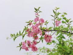 -深圳市中科院仙湖植物园