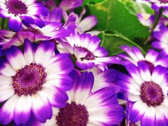 -松山湖梦幻百花洲