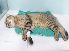 -达爱动物医院·犬猫分区·CT·复杂眼科(远洋山水分院)