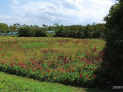 -上海长兴岛郊野公园