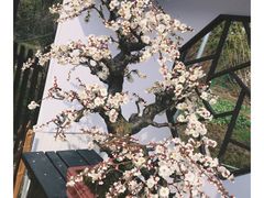 -香雪海