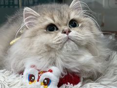 -爱洗澡的猫(天河路店)