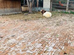 -静之湖湖畔餐厅