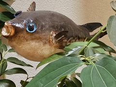 -天正河鲀·河豚亭(大连店)