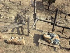 -大连森林动物园