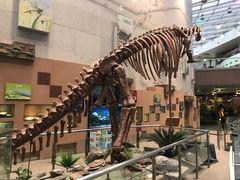 -陕西自然博物馆